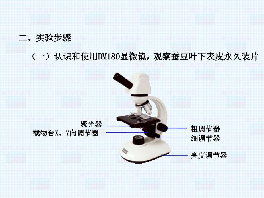 实验二气孔的观察与测量1_第3页