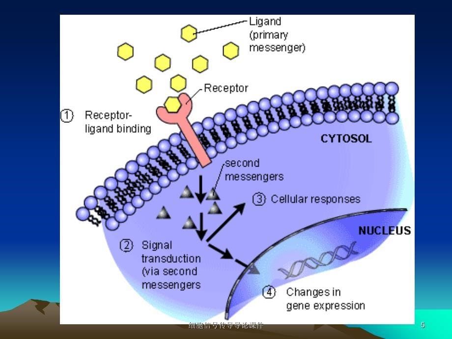 细胞信传导导论课件_第5页