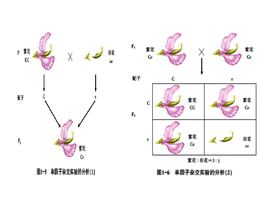 瑞安中学林娜课件_第4页