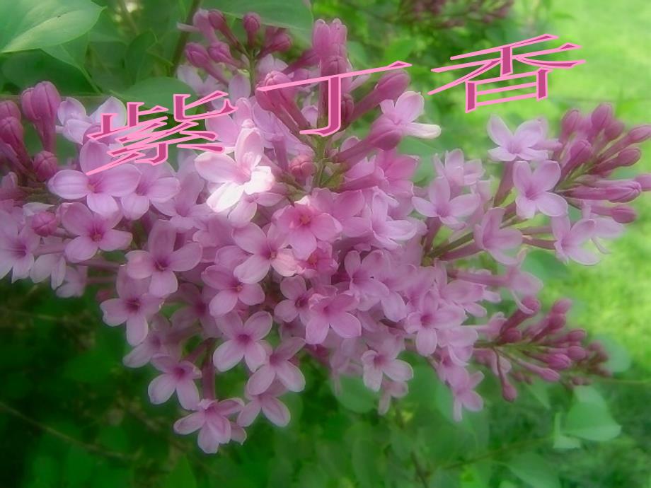 蒋颖《一株紫丁香》_第1页