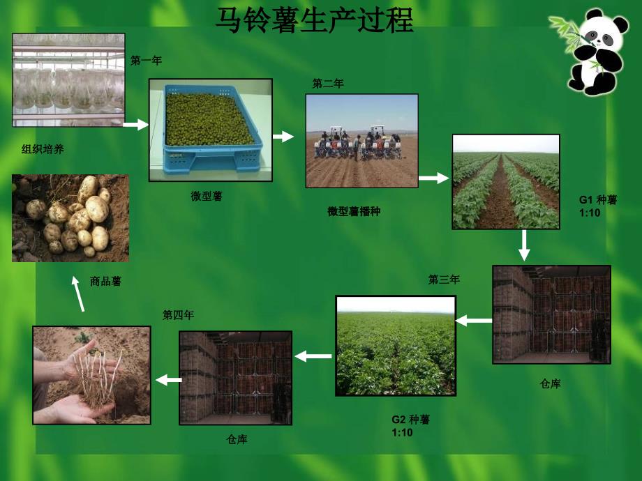 马铃薯高产栽培技术_第3页