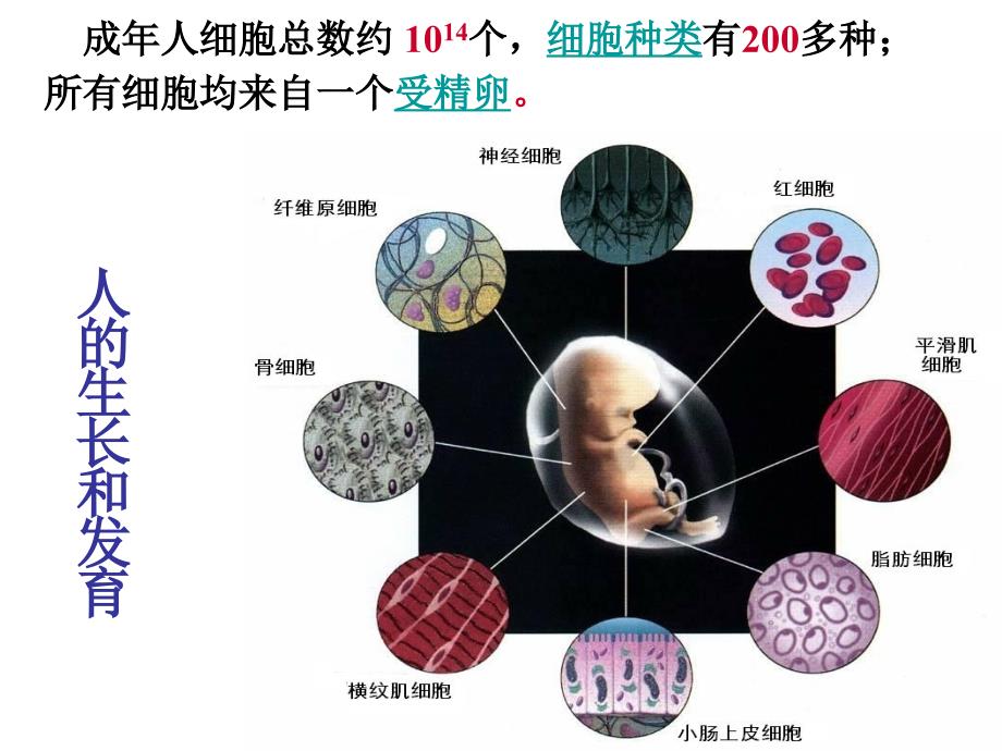 细胞的分化课件_第2页