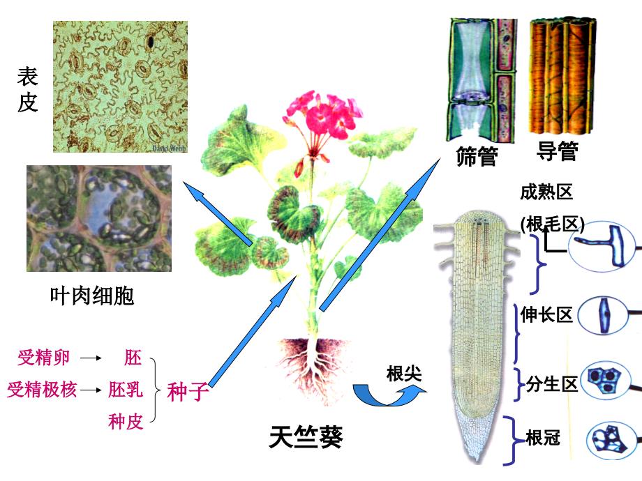 细胞的分化课件_第4页