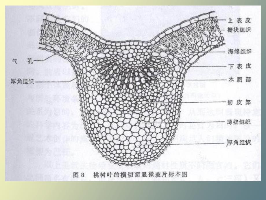 生物绘图中的点线起稿构_第4页