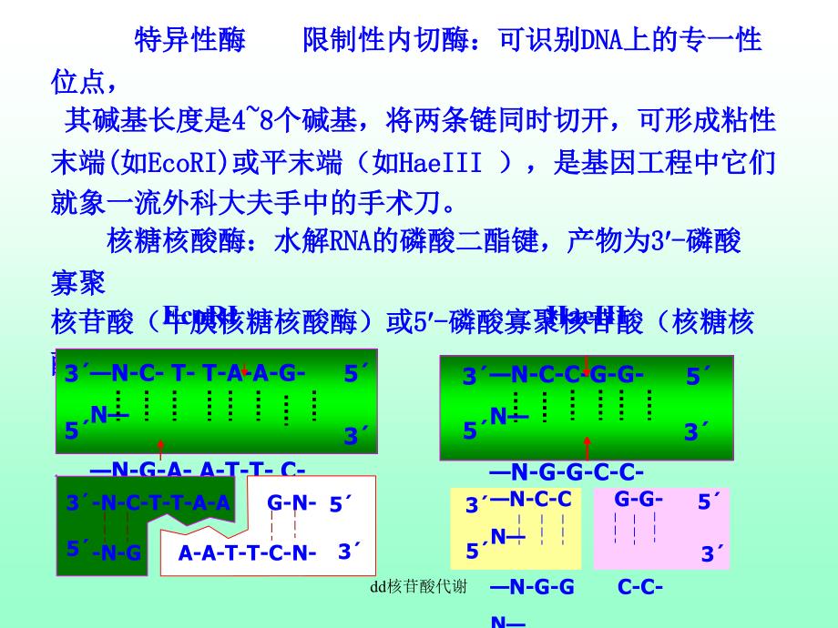 dd核苷酸代谢课件_第4页