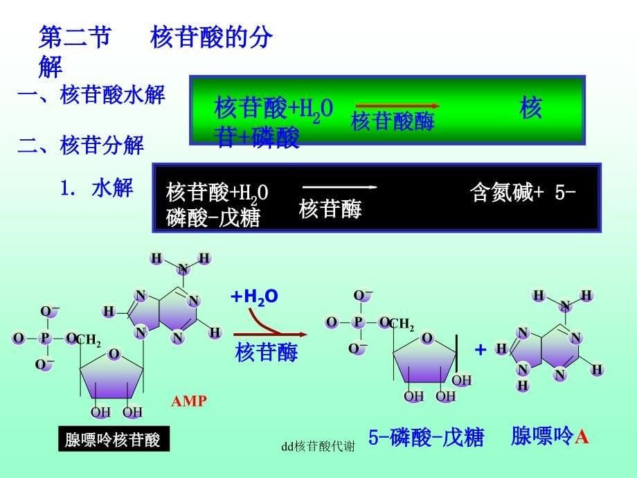 dd核苷酸代谢课件_第5页