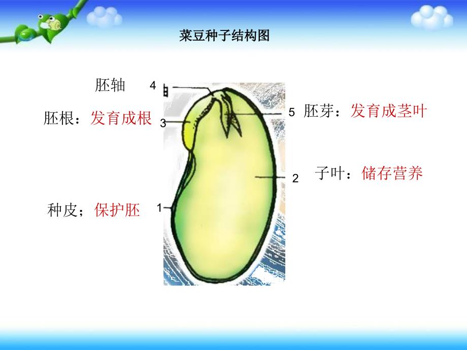 三年级下册科学科课件－植物的种子｜人教版 (共6张PPT)_第1页