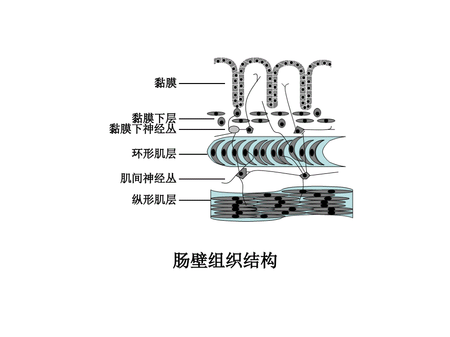 第十八章-胃肠道功能障碍ppt课件_第3页