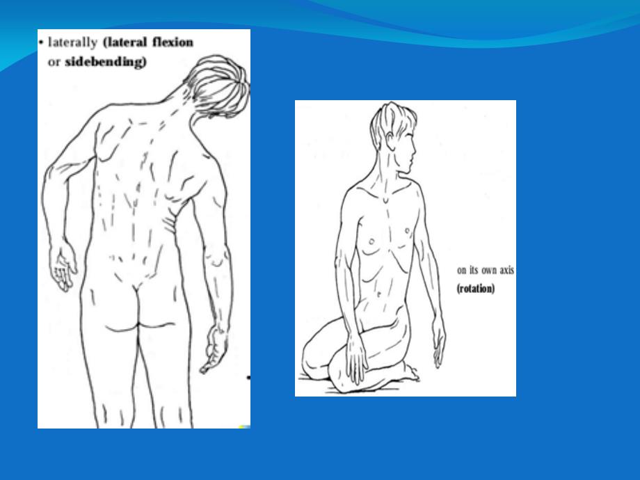 脊柱的运动解剖_第4页
