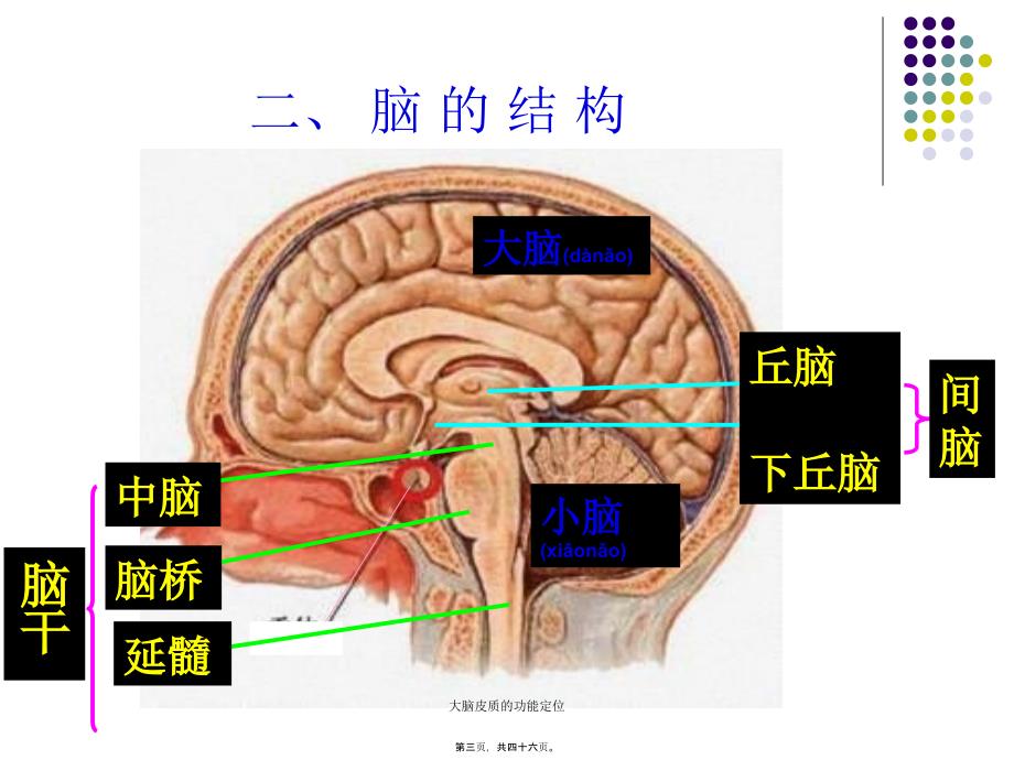 大脑皮质的功能定位课件_第3页