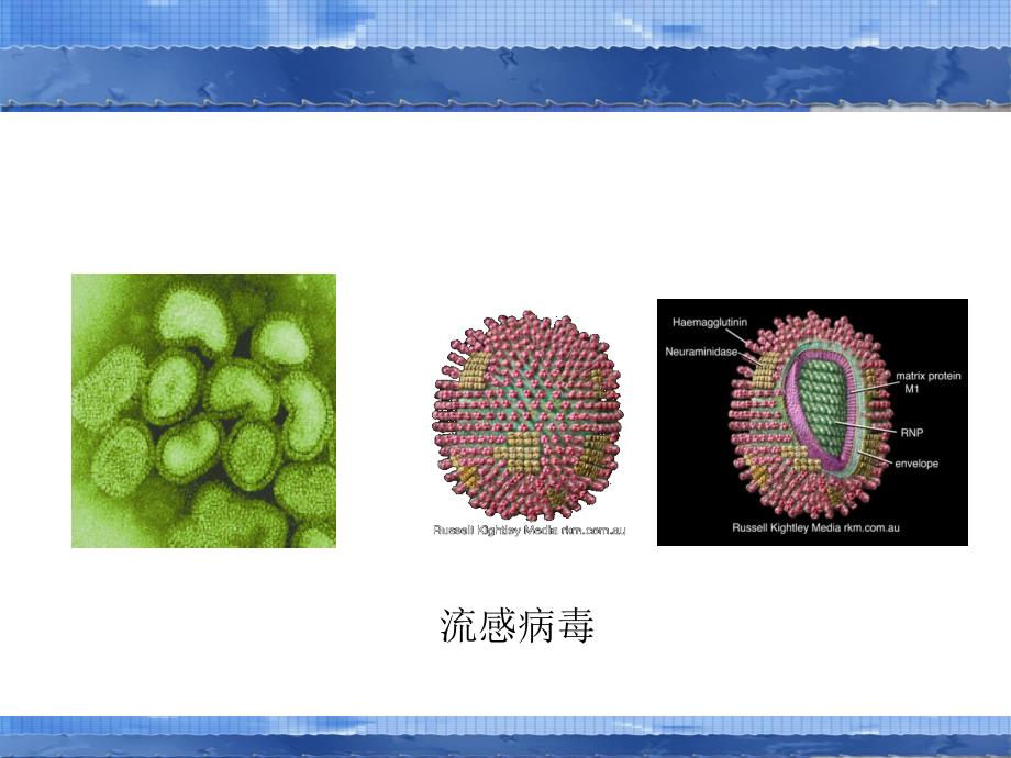 急性慢性支气管炎_第4页