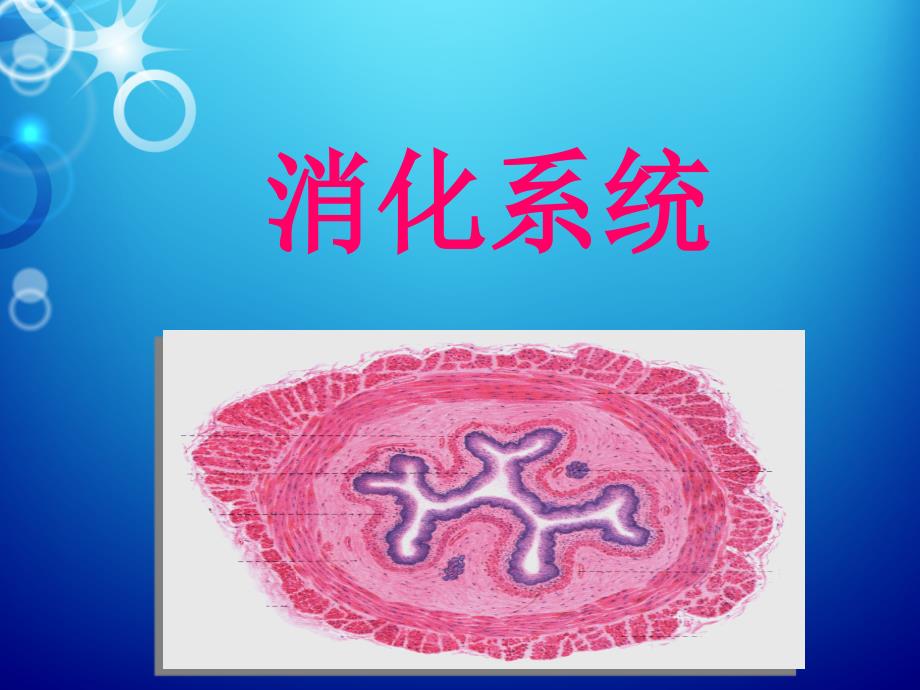 消化系统解剖生理.ppt_第1页