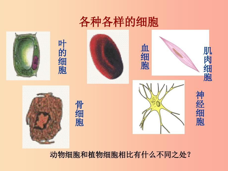 七年级生物上册第二单元第一章第三节动物细胞课件 新人教版.ppt_第3页