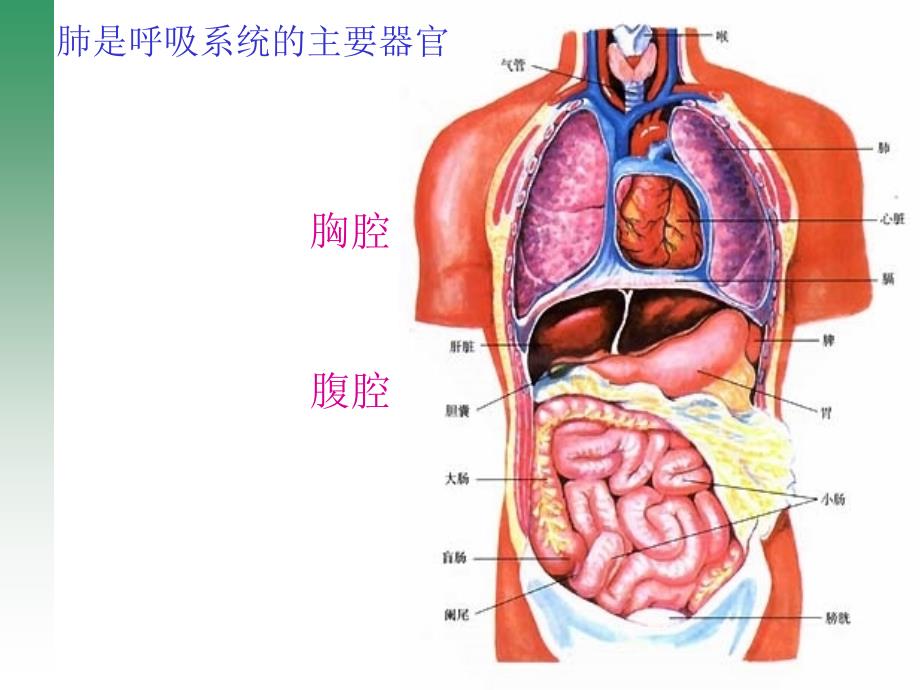 第四单元第三章第二节发生在肺内的气体交换_第3页