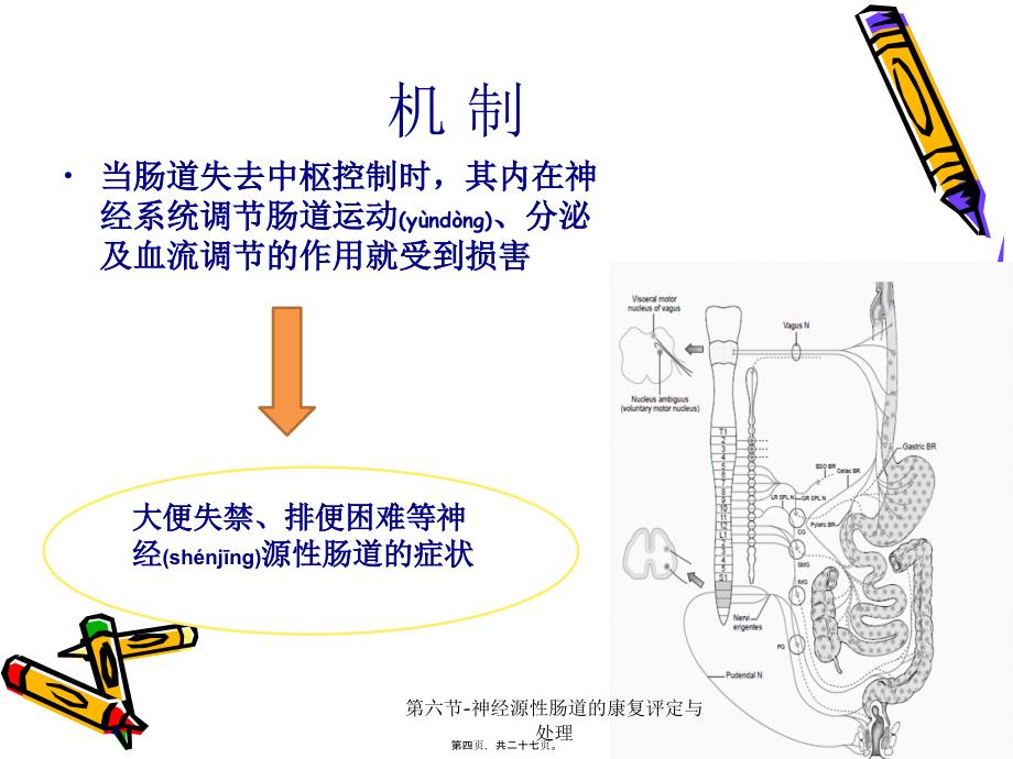 第六节神经源性肠道的康复评定与处理课件_第4页