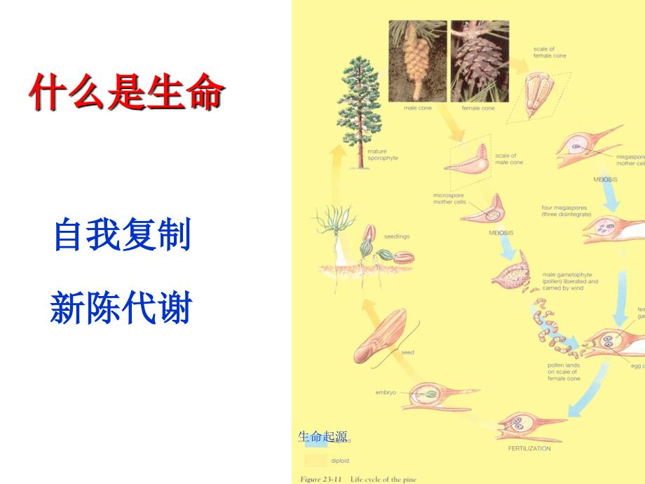 生命起源课件_第4页