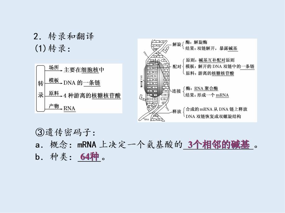 高一生物苏教版必修2课件：第四章 第三节 基因控制蛋白质的合成_第4页