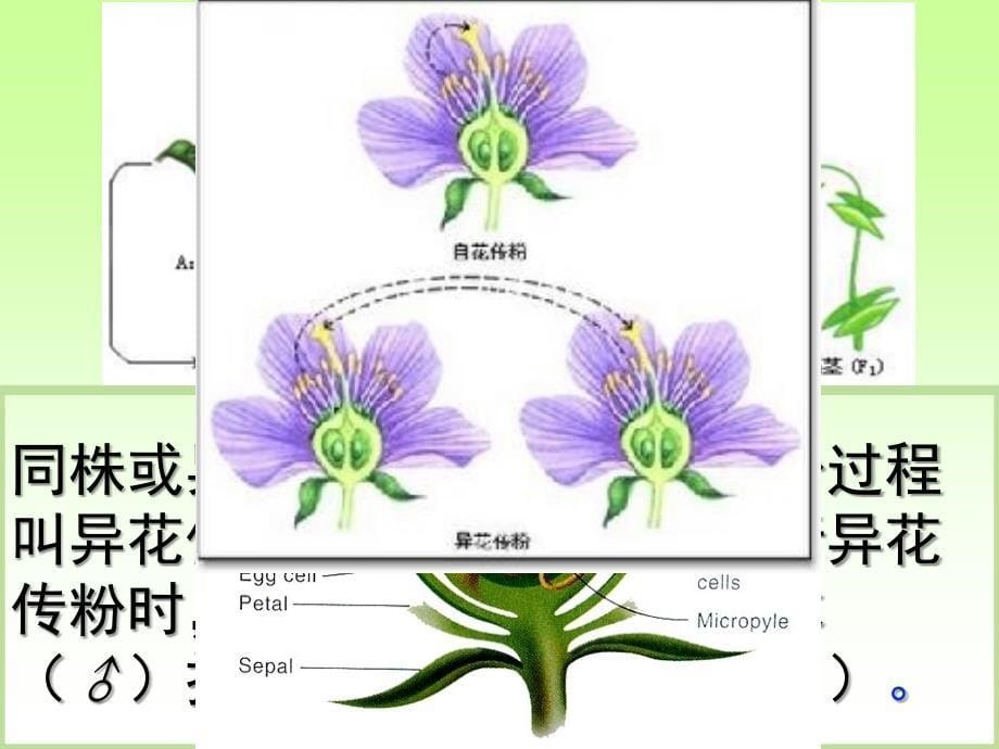 基因的分离定律课件_第5页