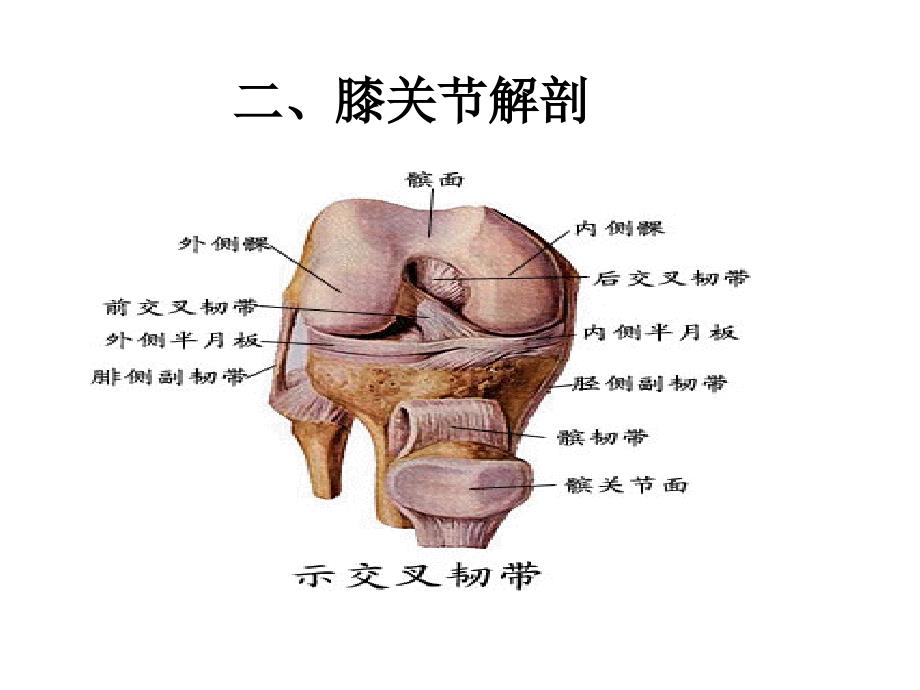 关节镜下半月板切除术手术配合_第4页