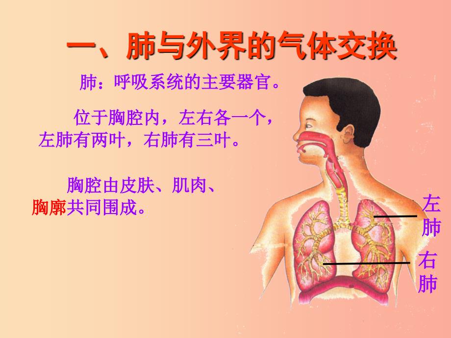 内蒙古鄂尔多斯市达拉特旗七年级生物下册 4.3.2发生在肺内的气体交换（第1课时）课件 新人教版.ppt_第4页