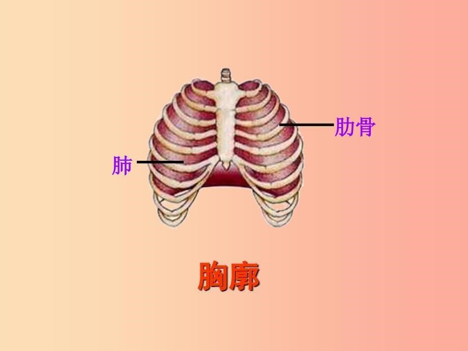 内蒙古鄂尔多斯市达拉特旗七年级生物下册 4.3.2发生在肺内的气体交换（第1课时）课件 新人教版.ppt_第5页