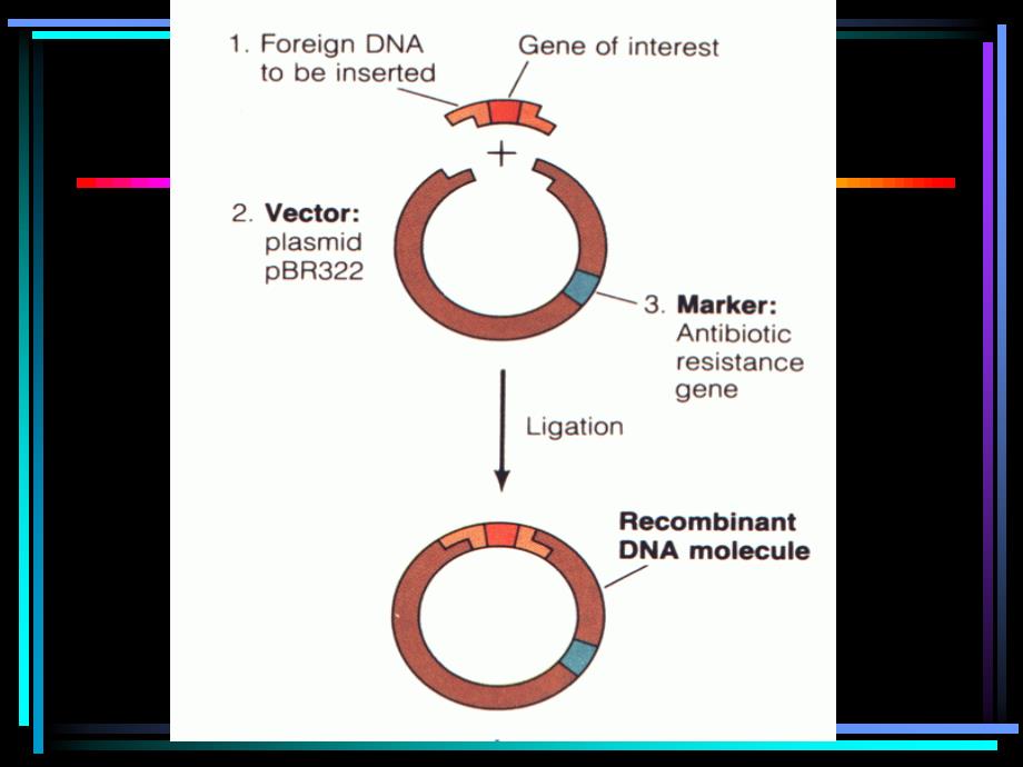 第40章重组DNA技术_第2页