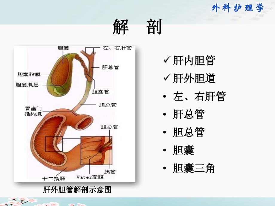 【胆】胆道疾病病人的护理一例胆囊结石的护理查房_第3页