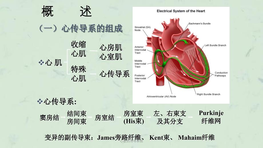 心脏的传导系统课件_第2页