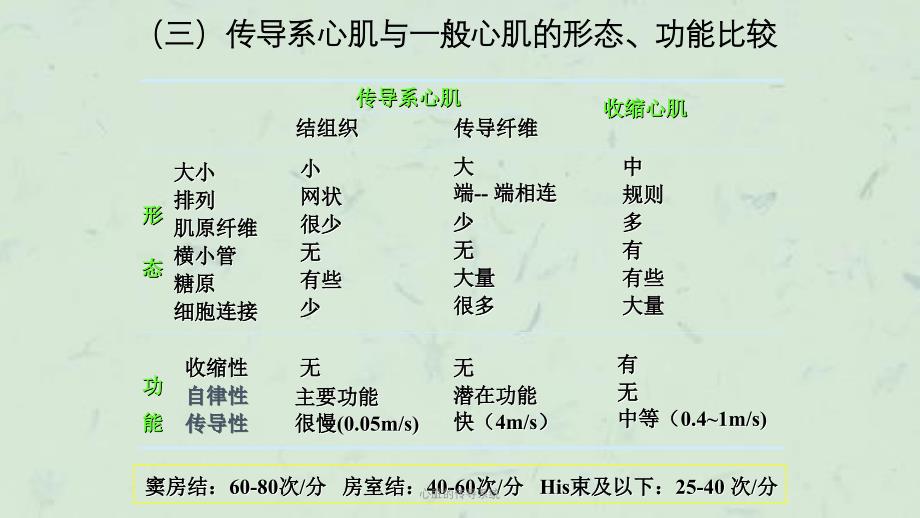 心脏的传导系统课件_第4页