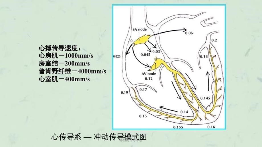 心脏的传导系统课件_第5页