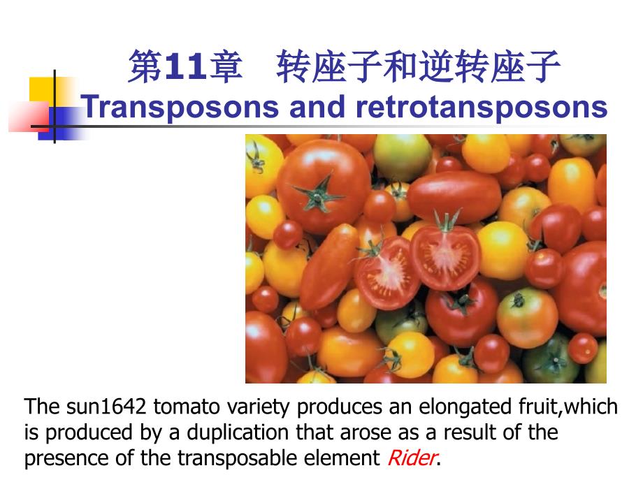 教学课件：第11章转座子和逆转座子_第1页