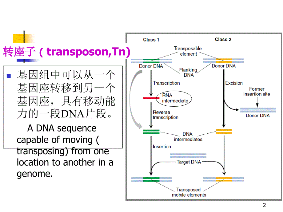 教学课件：第11章转座子和逆转座子_第2页