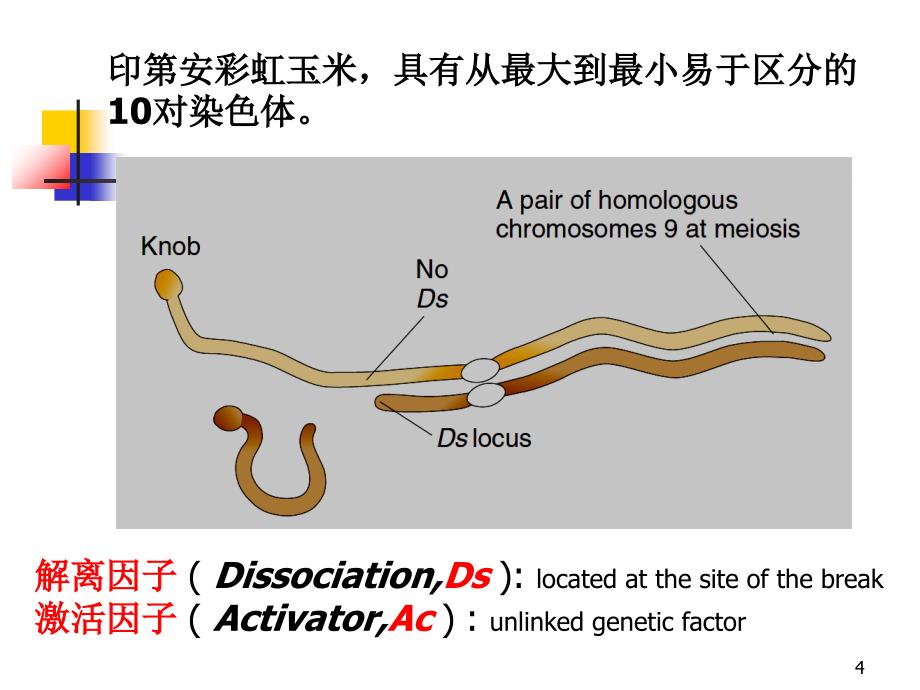 教学课件：第11章转座子和逆转座子_第4页