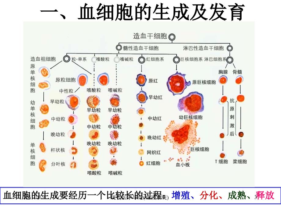 现代医学导论血液系统课件_第2页