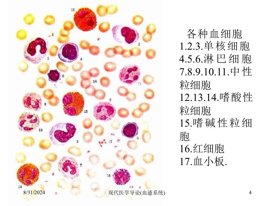 现代医学导论血液系统课件_第3页