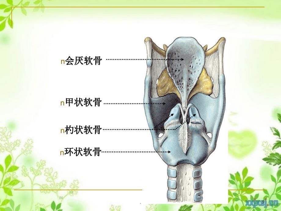 局部解剖学颈部_第5页