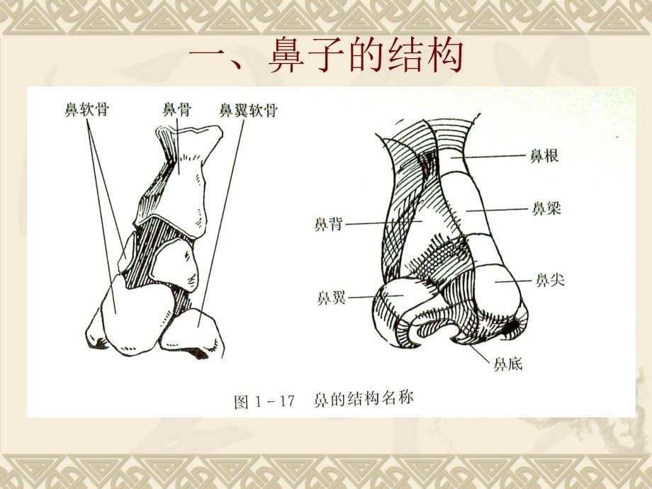 鼻子的结构及画法.ppt_第5页