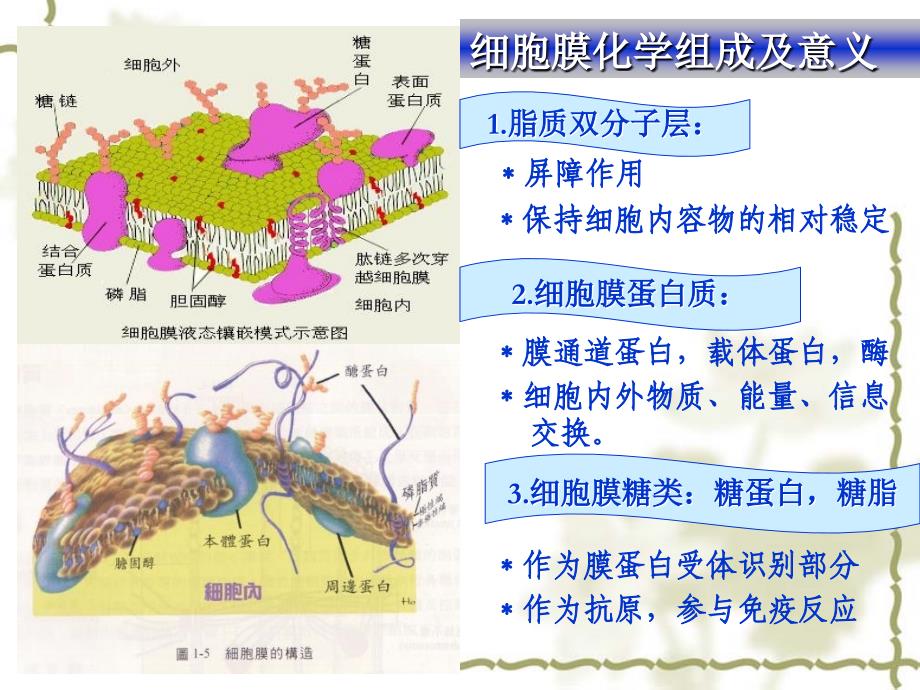 最新第二章细胞基本功能PPT文档_第3页