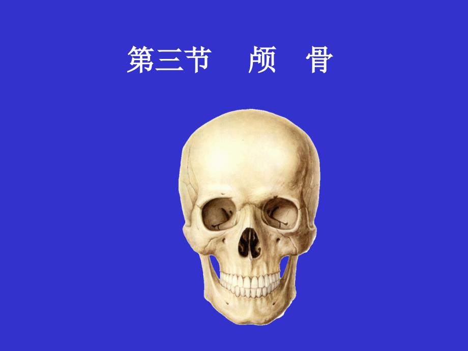 系统解剖学：颅骨_第1页