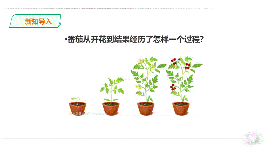 三年级下册科学《植物结果了》苏教版课件_第3页