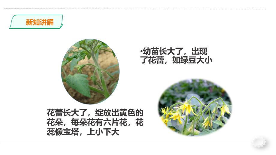 三年级下册科学《植物结果了》苏教版课件_第4页