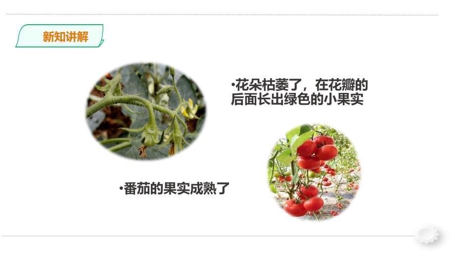 三年级下册科学《植物结果了》苏教版课件_第5页