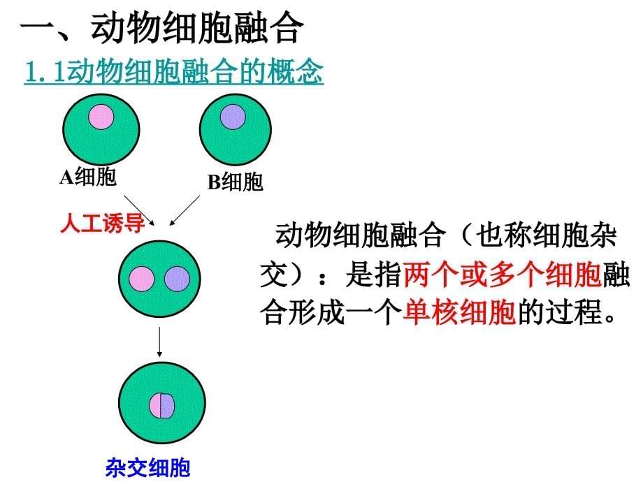 2.2.2动物细胞融合与单克隆抗体_第5页