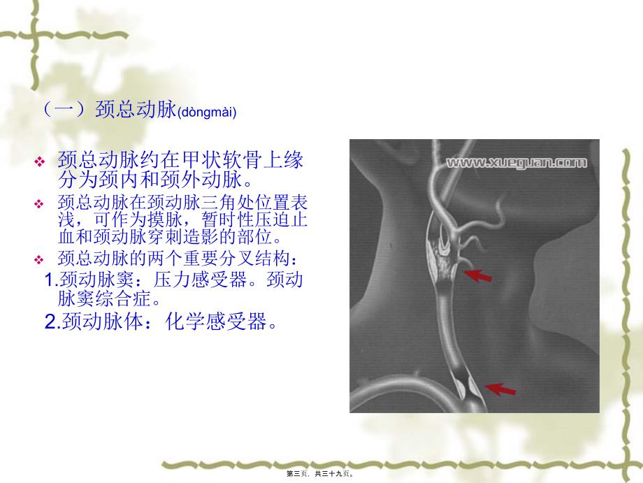 医学专题—血管淋巴神经_第3页