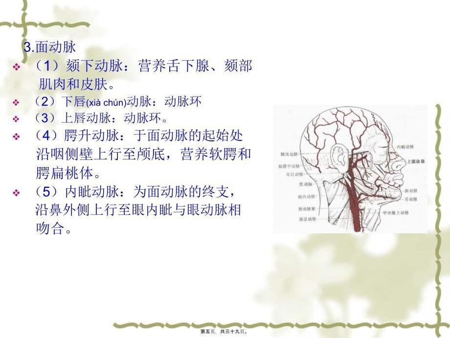 医学专题—血管淋巴神经_第5页