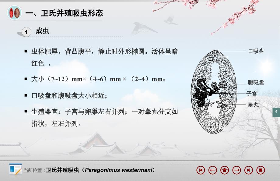 人体寄生虫学：并殖吸虫_第4页