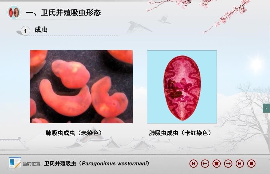 人体寄生虫学：并殖吸虫_第5页