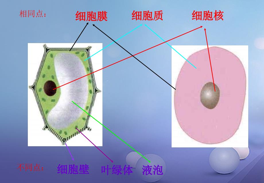 七年级生物上册 2.1.4 细胞的生活 （新版）新人教版_第4页