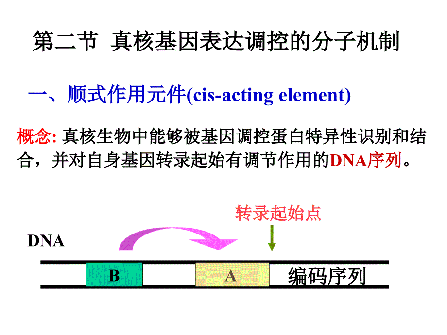 医学分子生物学原理：第二章 真核基因表达与调控_第3页