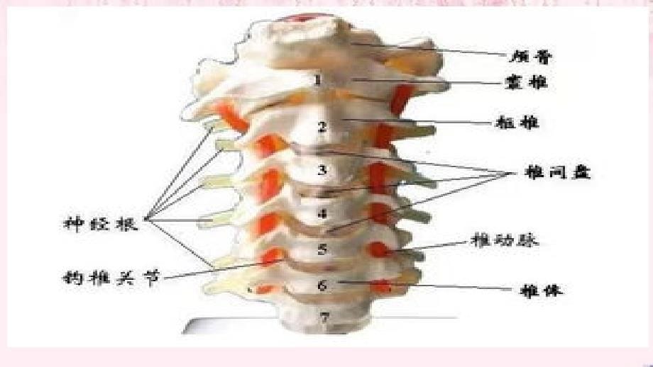 颈椎病的中医康复治疗与护理.ppt_第5页